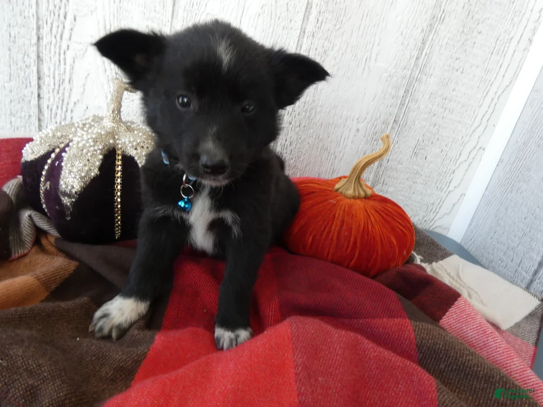 Australian Cattle Dog dogs for sale: Australian Cattle Dog 1 Tommy - Ad 2