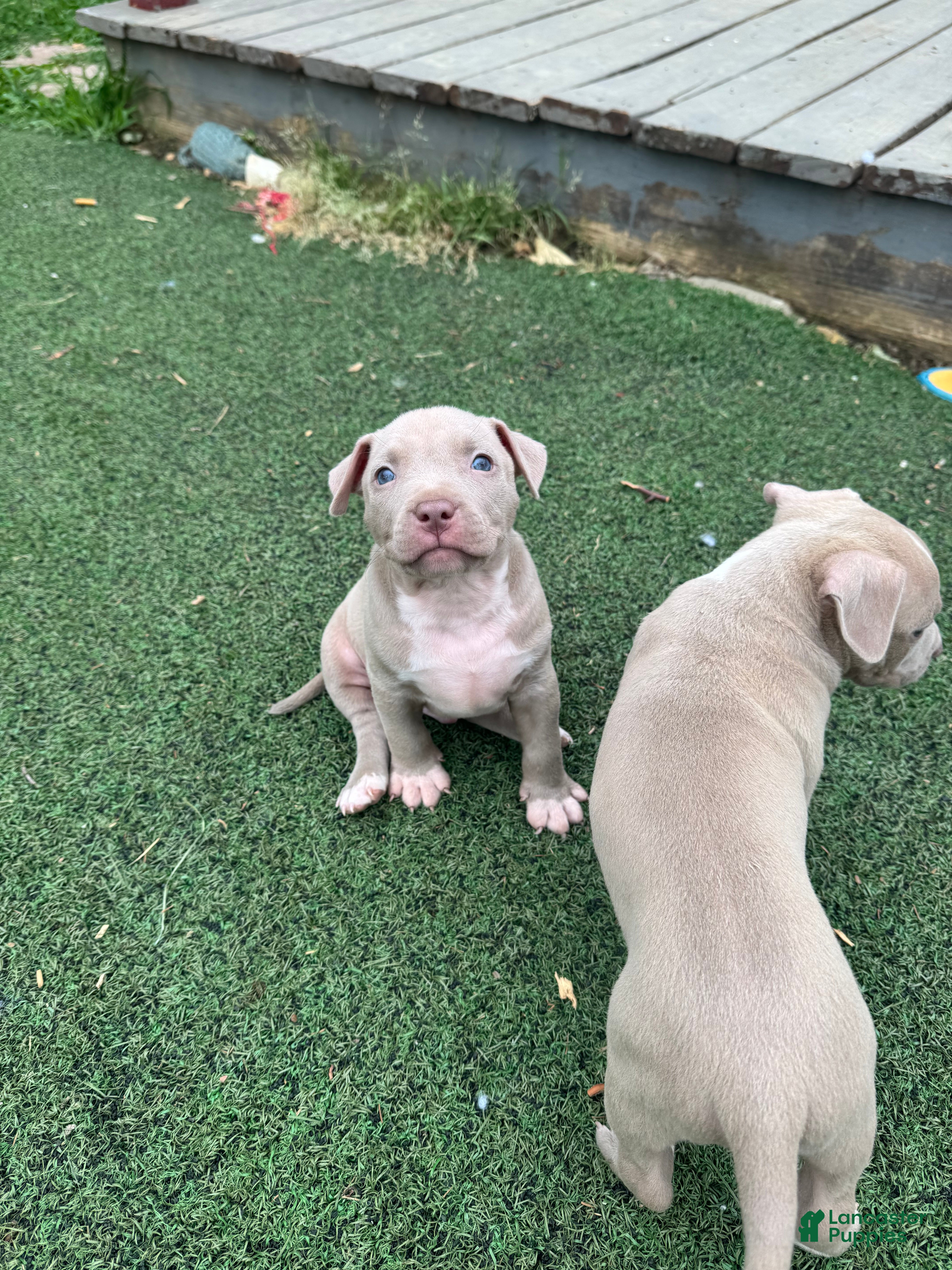 Mixed Breed dogs Vito - Ad 2