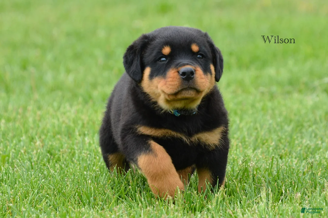 Rottweiler dogs for sale: Wilson - Ad 3