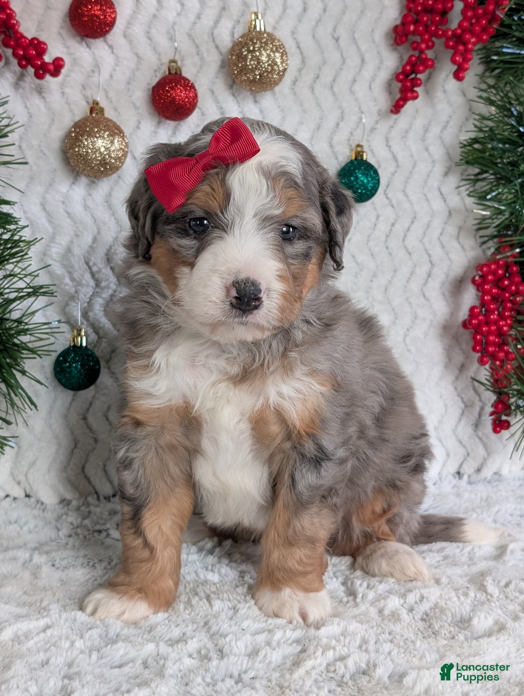 Mini Bernedoodle dogs for sale: Mini Bodie - Ad 9