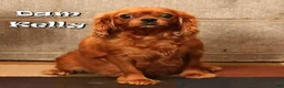 Cavapoo dogs for sale: Faye - Ad 10