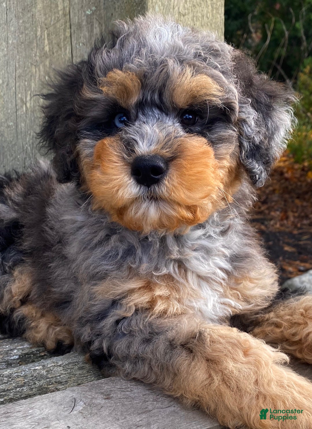 Mini Bernedoodle dogs for sale: 💚 IN BOSTON MASSACHUSETTS AREA 💚 3/4 BRIGHT BLUE 1/4 DARK BROWN RIGHT EYE 💚 MINI BERNEDOODLE 💚 - Ad 1