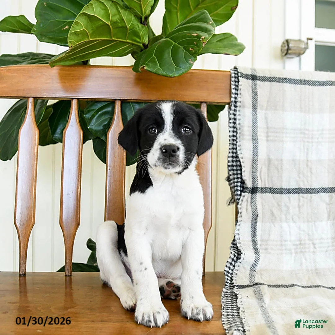 Mixed Breed dogs for sale: Scout - Ad 1