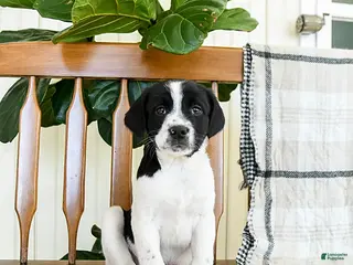 Mixed Breed dogs Scout - Ad 13