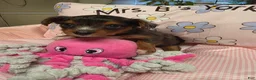 Yorkshire Terrier dogs for sale: Yorkshire Terrier Merle girl #1 - Ad 5