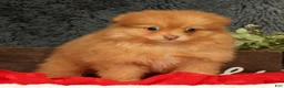 Pomeranian dogs for sale: Cosmo - Ad 8