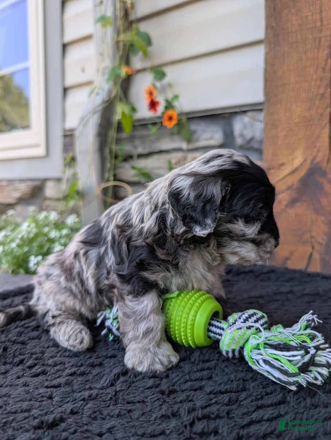 Cavapoo dogs for sale: Snickers - Ad 2