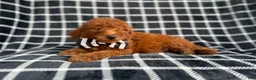Mini Goldendoodle dogs for sale: Levi - Ad 7