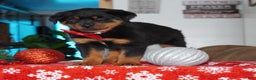 Rottweiler dogs for sale: Timber - Ad 2
