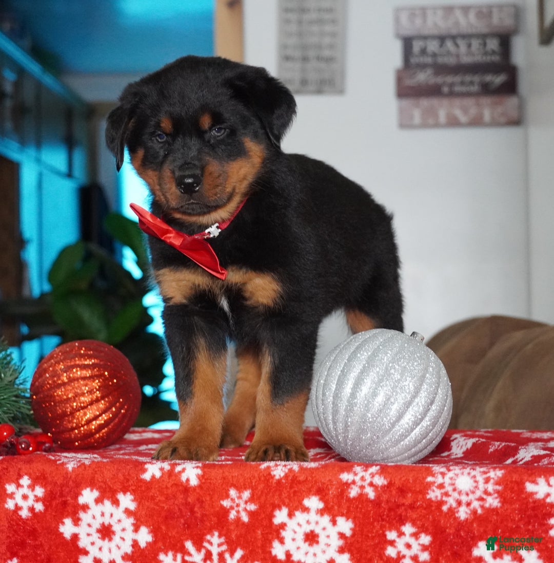Rottweiler dogs for sale: Timber - Ad 2