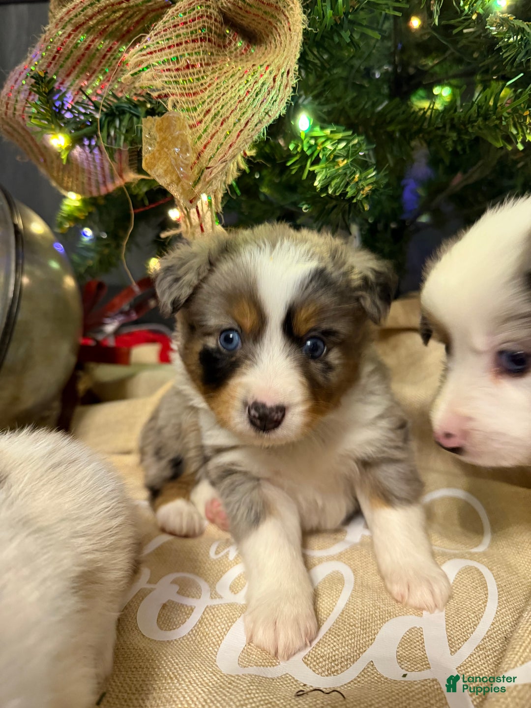 Miniature Australian Shepherd dogs for sale: GREEN - Ad 4
