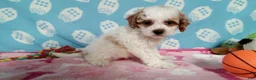 Cockapoo dogs for sale: Jellybean  - Ad 3