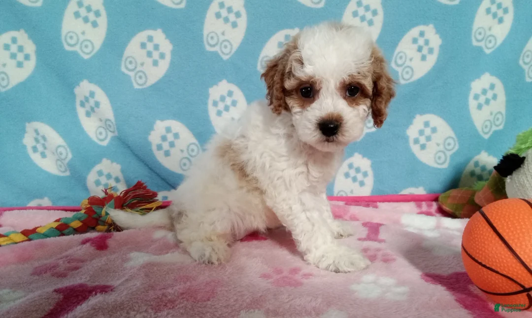 Cockapoo dogs for sale: Jellybean  - Ad 3