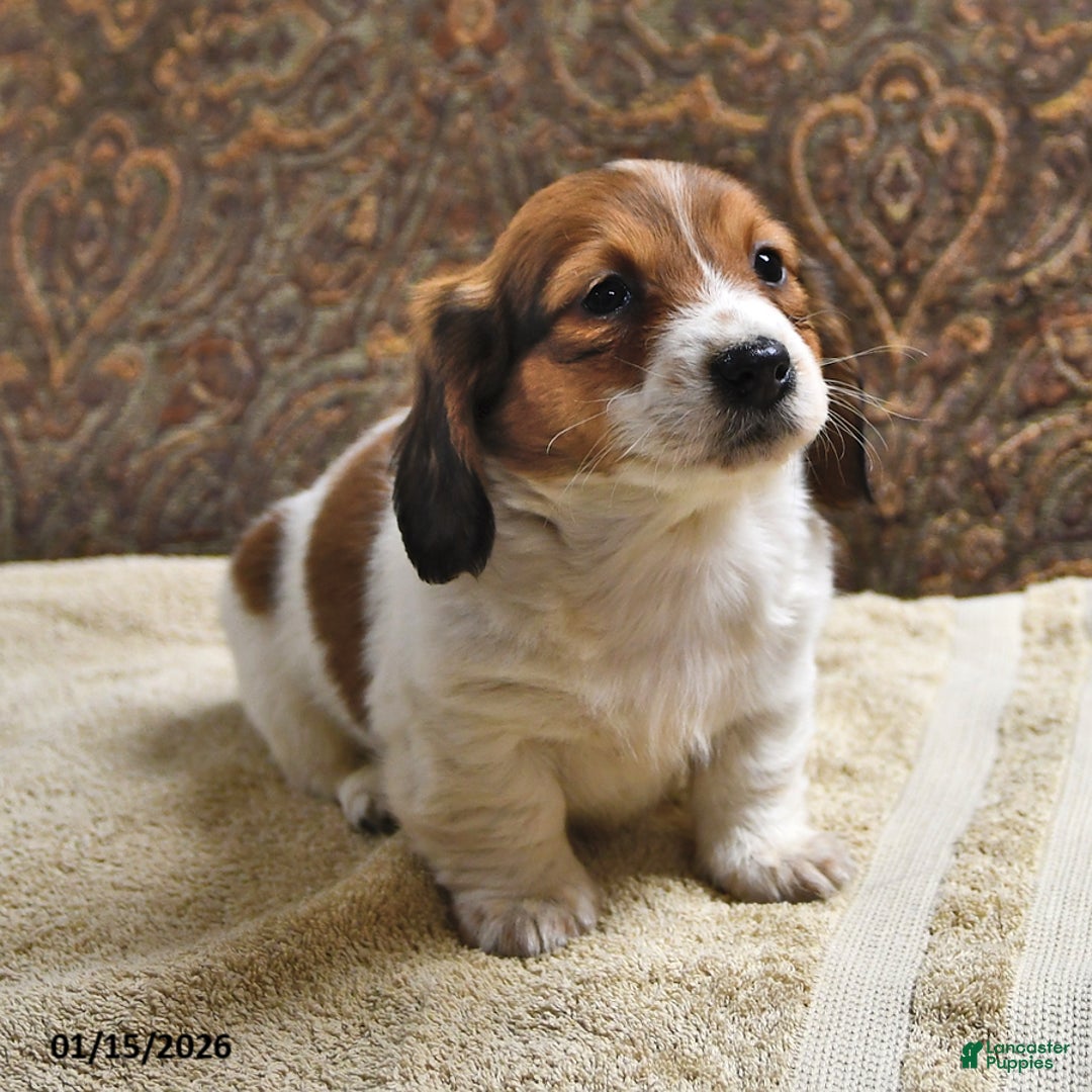 Miniature Dachshund dogs for sale: Rusty - Ad 3