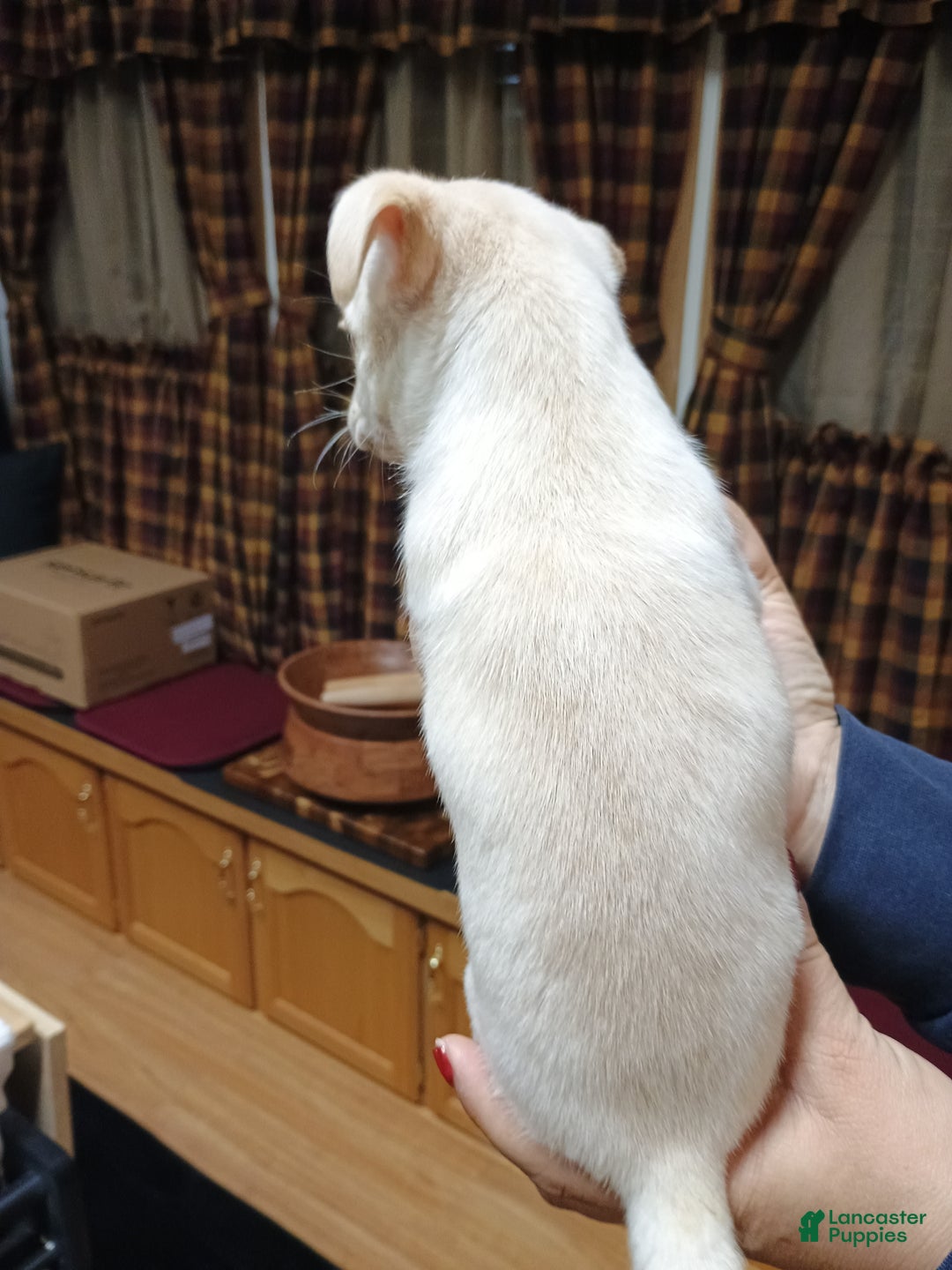 Chihuahua dogs for sale: Ziggy toy - Ad 5