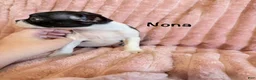 Boston Terrier dogs for sale: Nona - Ad 4