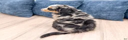 Mini Bernedoodle dogs for sale: Haven - Ad 4