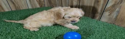 Cavapoo dogs for sale: Kellee Boy 1 - Ad 4
