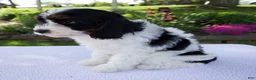 Cavapoo dogs for sale: Diesel - Ad 6