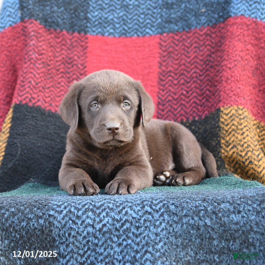Labrador Retriever dogs for sale: Ruger - Ad 3