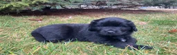 Newfoundland dogs for sale: Vivi - Ad 1
