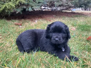 Newfoundland dogs for sale: Vivi - Ad 2