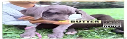 Great Dane dogs for sale: Butter - Ad 13
