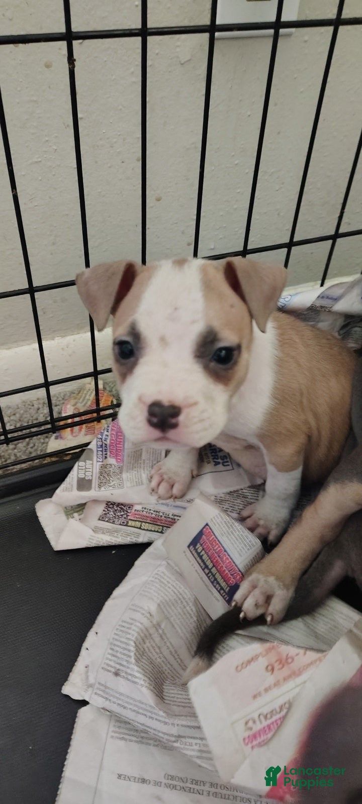 American Pit Bull Terrier dogs American Pit Bull Terrier Puppy 1 - Ad 1