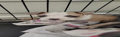 American Pit Bull Terrier Puppy 1
