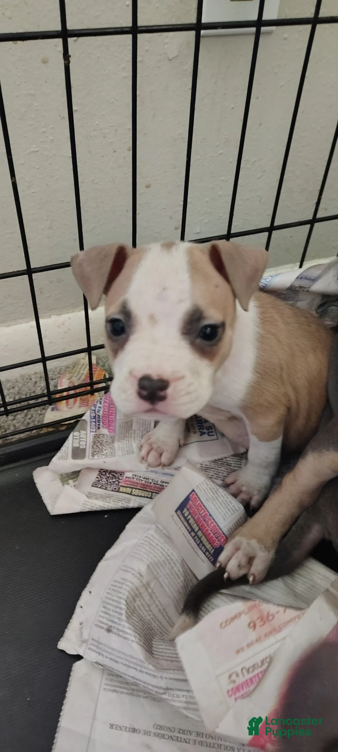 American Pit Bull Terrier dogs for sale: American Pit Bull Terrier Puppy 1 - Ad 1