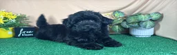 Havapoo dogs for sale: Havapoo 2 - Ad 4