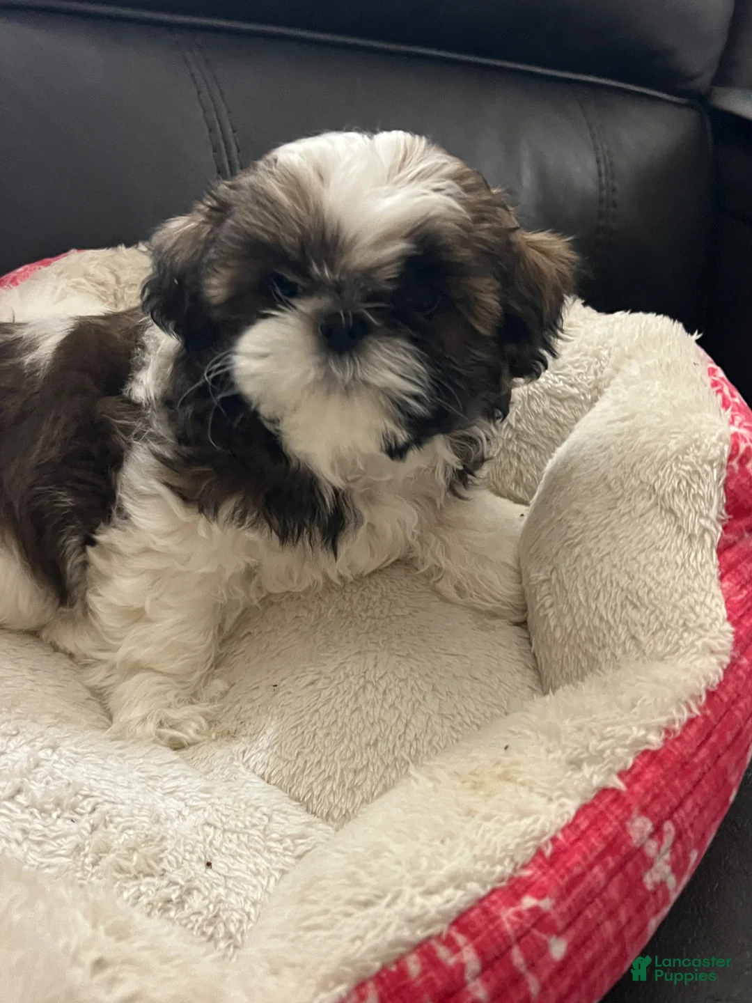 Shih Tzu dogs for sale: Shih Tzu Puppy 1 - Ad 1
