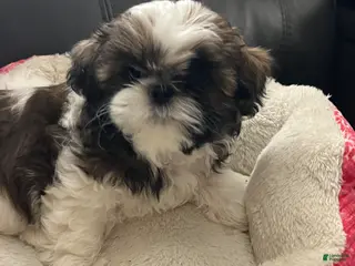 Shih Tzu dogs for sale: Shih Tzu Puppy 1 - Ad 2