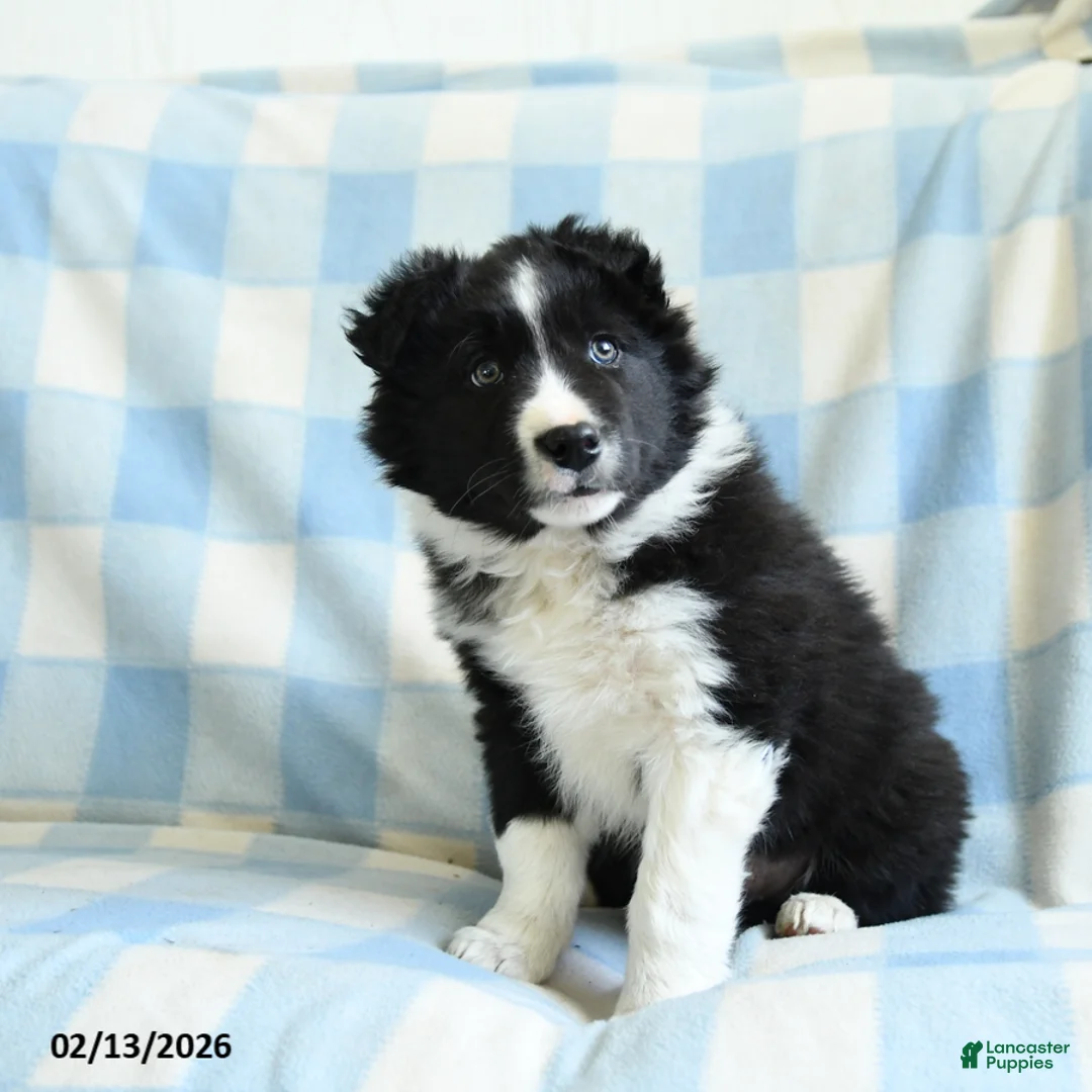 Border Collie dogs for sale: Jack  - Ad 2
