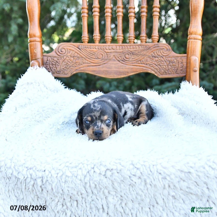 Miniature Dachshund dogs Callie   EXTRA SMALL - Ad 1