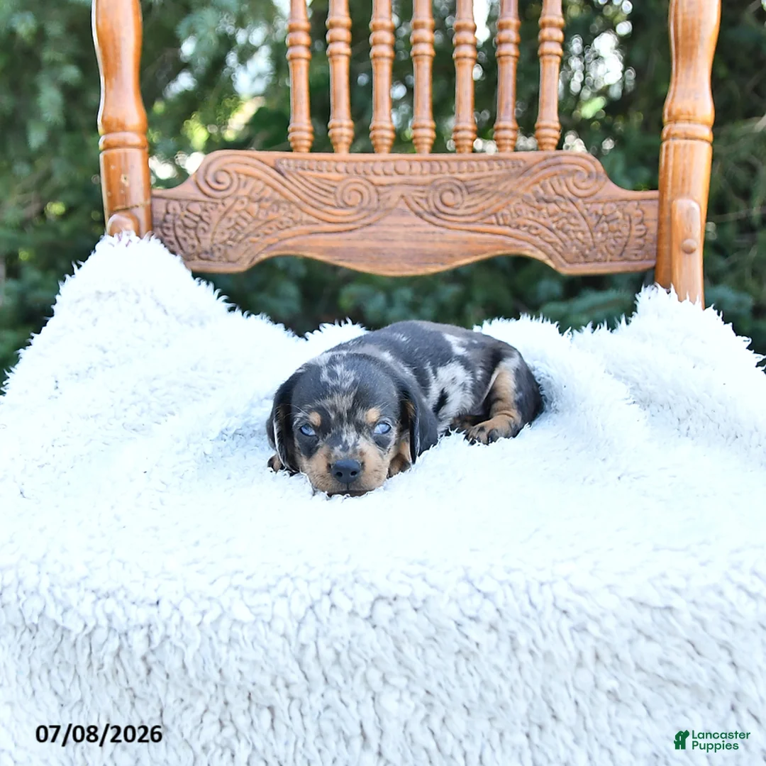 Miniature Dachshund dogs for sale: Callie   EXTRA SMALL - Ad 1