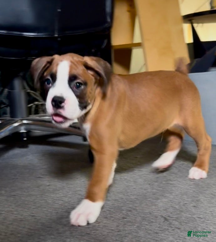 Boxer dogs for sale: Cassius - Ad 2