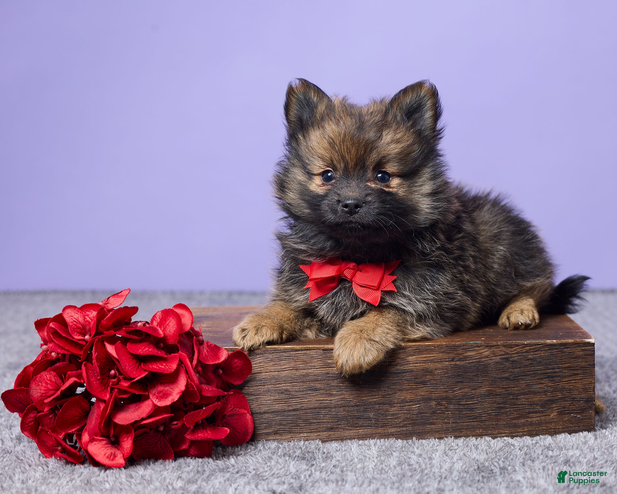 Pomeranian dogs Joey - Ad 25