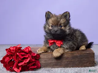 Pomeranian dogs Joey - Ad 31