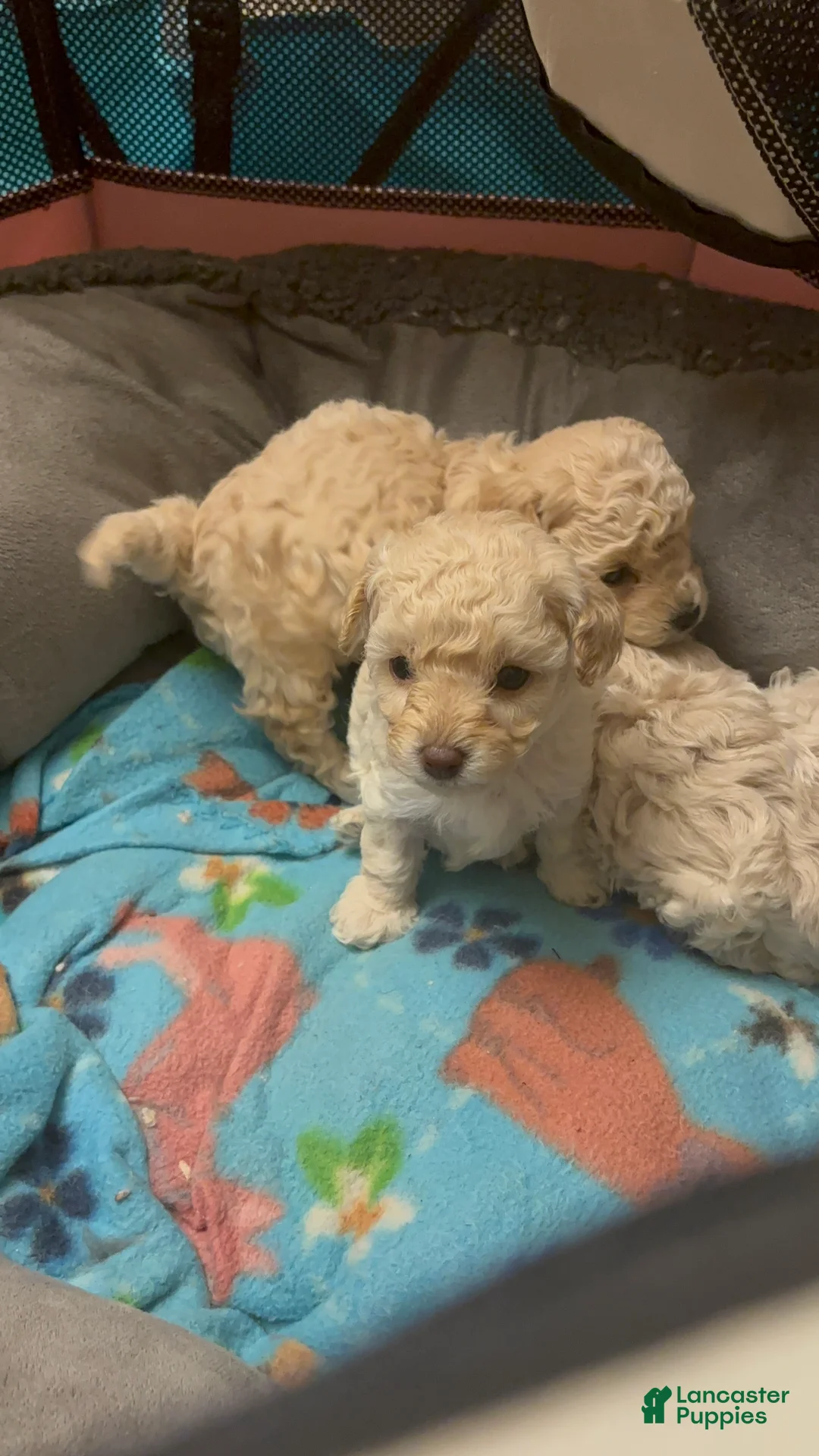 Toy Poodle dogs for sale: Toy Poodle 2 - Ad 3