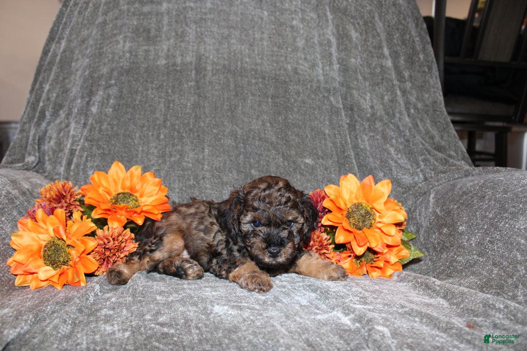 Yorkiepoo dogs for sale: Karter - Ad 4
