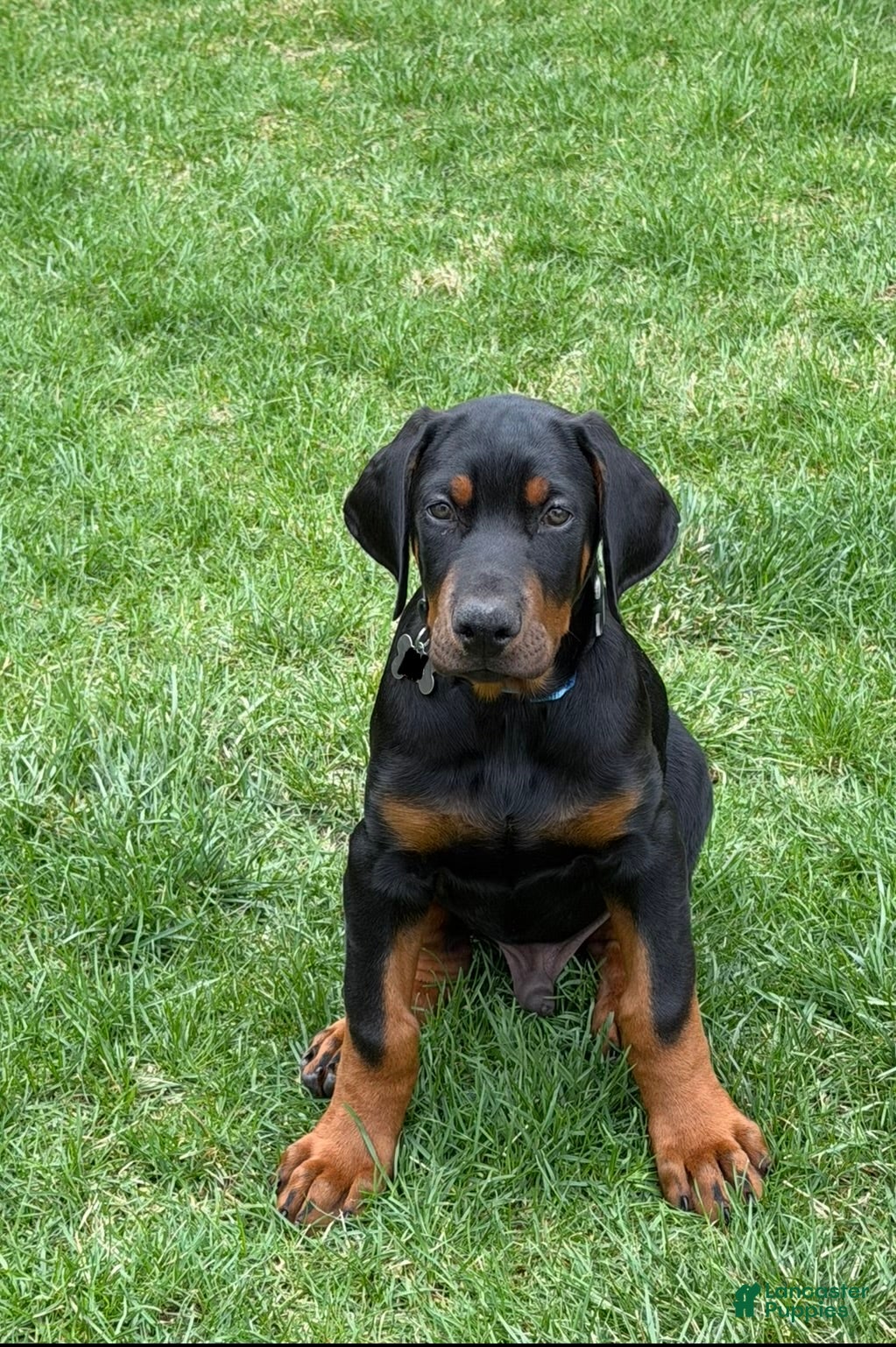 Doberman Pinscher dogs Doberman Pinscher Puppy 1 - Ad 24