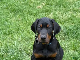 Doberman Pinscher dogs Doberman Pinscher Puppy 1 - Ad 24