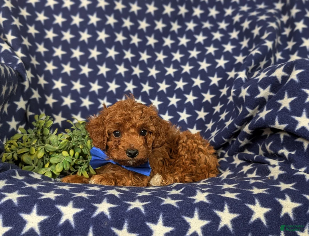 Cockapoo dogs for sale: Dunleigh Hypoallergenic - Ad 6