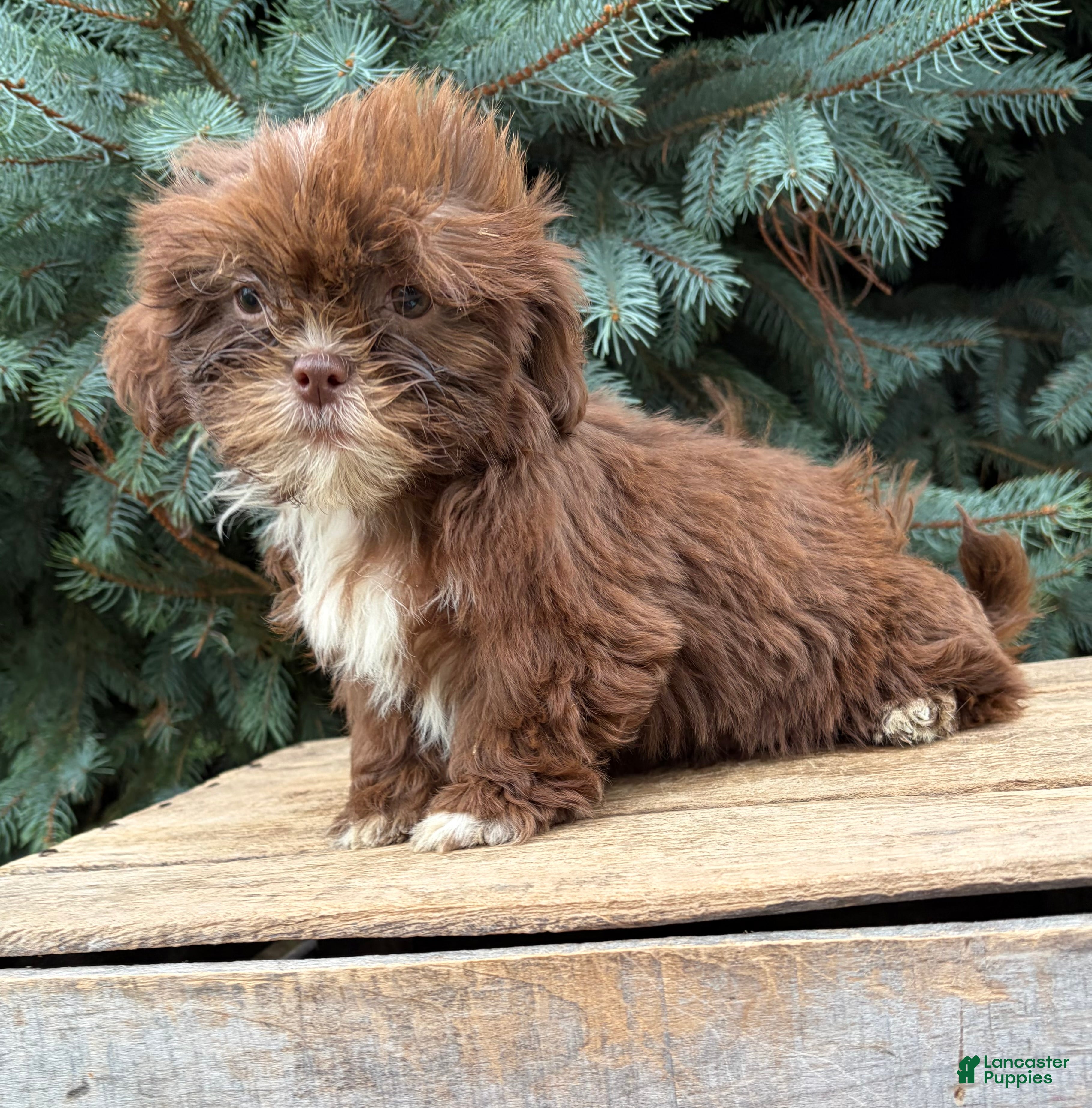Shih Tzu dogs Lainey - Ad 2