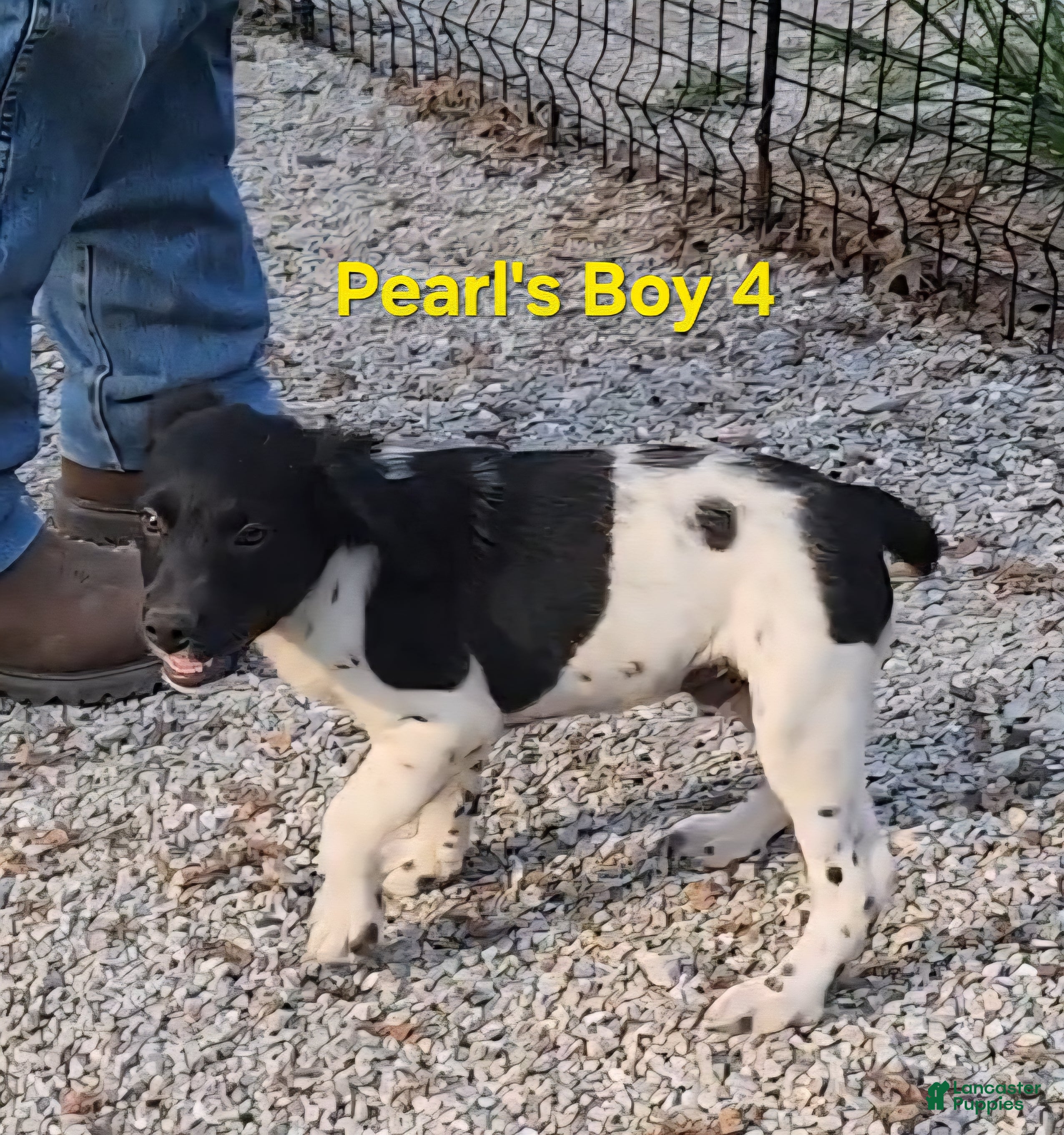 Brittany Spaniel dogs AKC/UKC French Brittany boy 4 - Ad 1