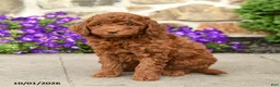 Mini Goldendoodle dogs for sale: Teddy  - Ad 1
