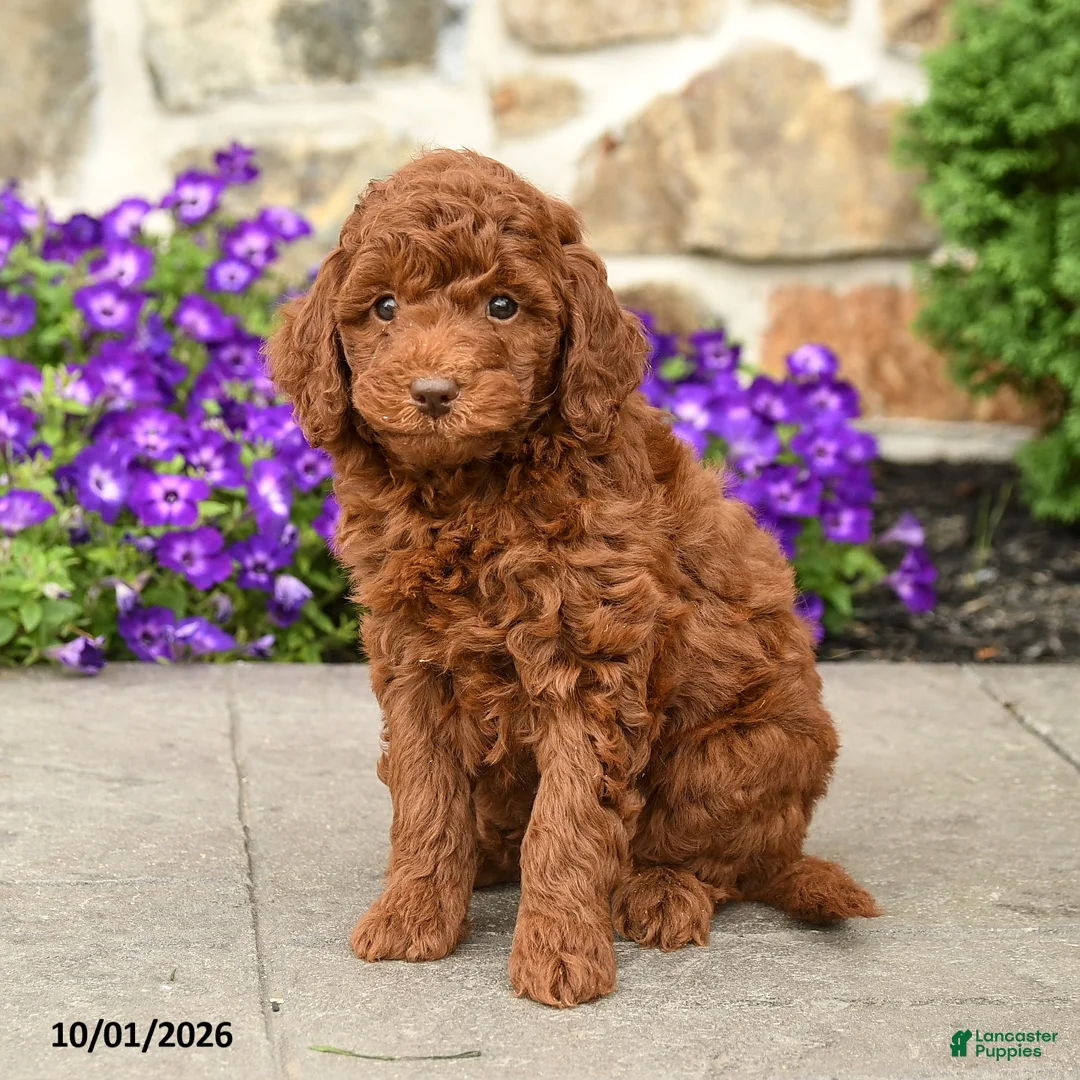 Mini Goldendoodle dogs for sale: Teddy  - Ad 1