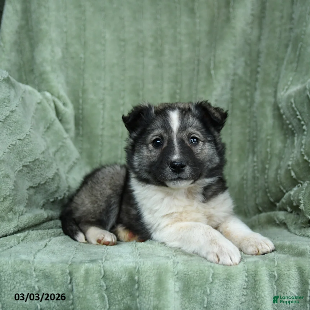 Mixed Breed dogs for sale: Gwen - Ad 1