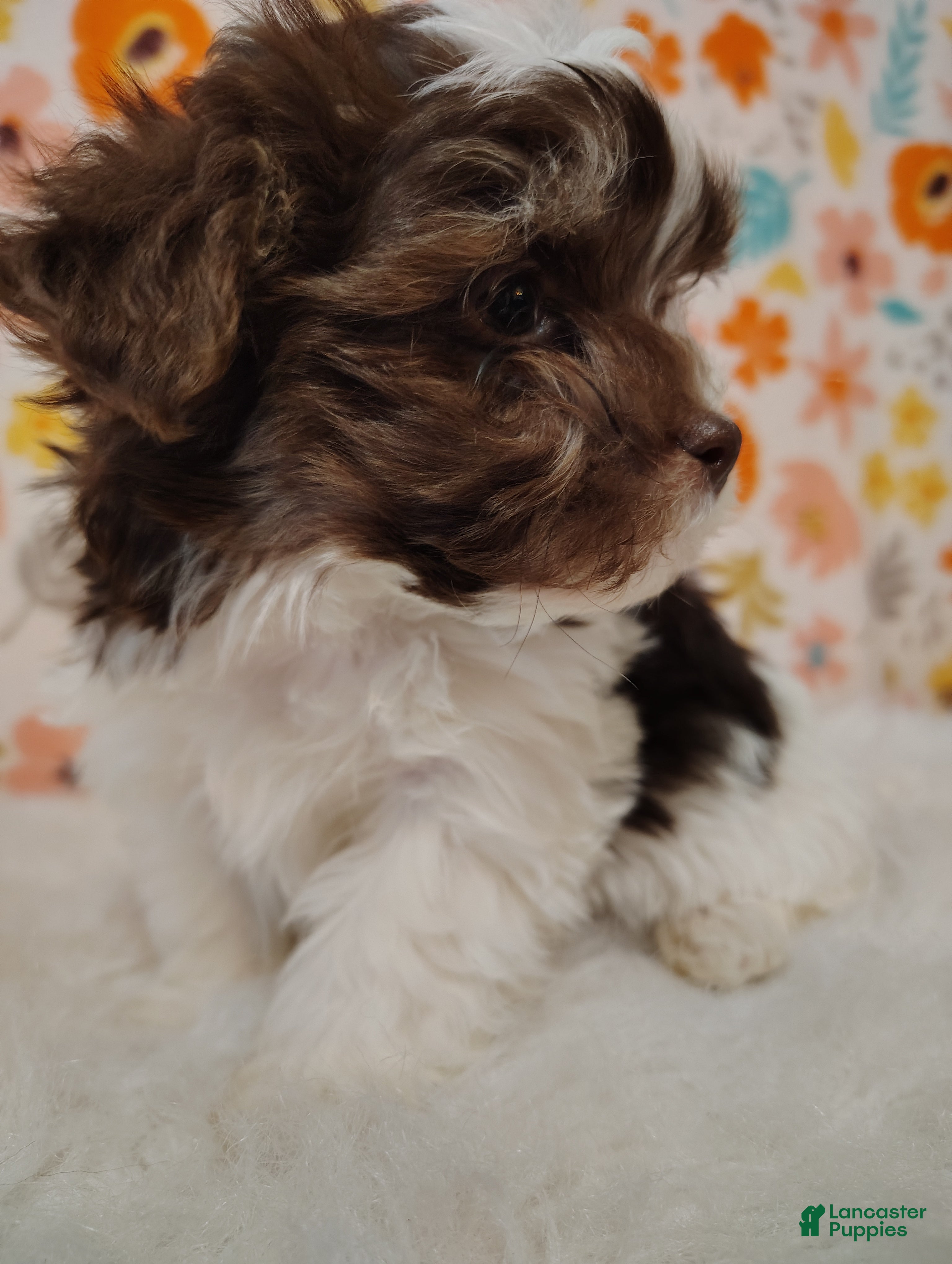 Maltipoo dogs Dozer - Ad 2